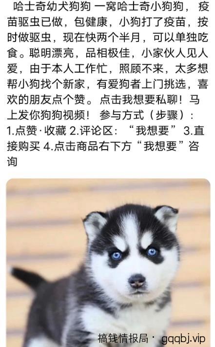 宠物领养引流,朋友圈周边变现-搞钱情报局