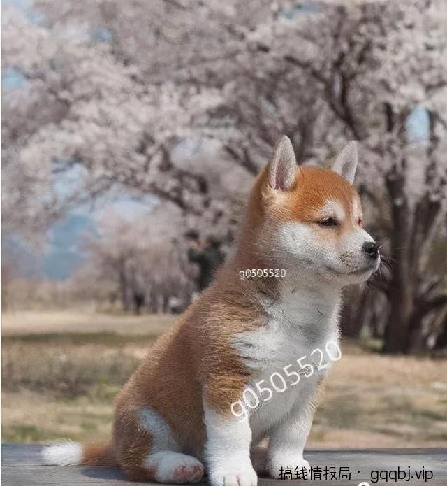 干货分享:百度贴吧与豆瓣引流吸粉的技巧